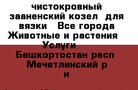 чистокровный зааненский козел  для вязки - Все города Животные и растения » Услуги   . Башкортостан респ.,Мечетлинский р-н